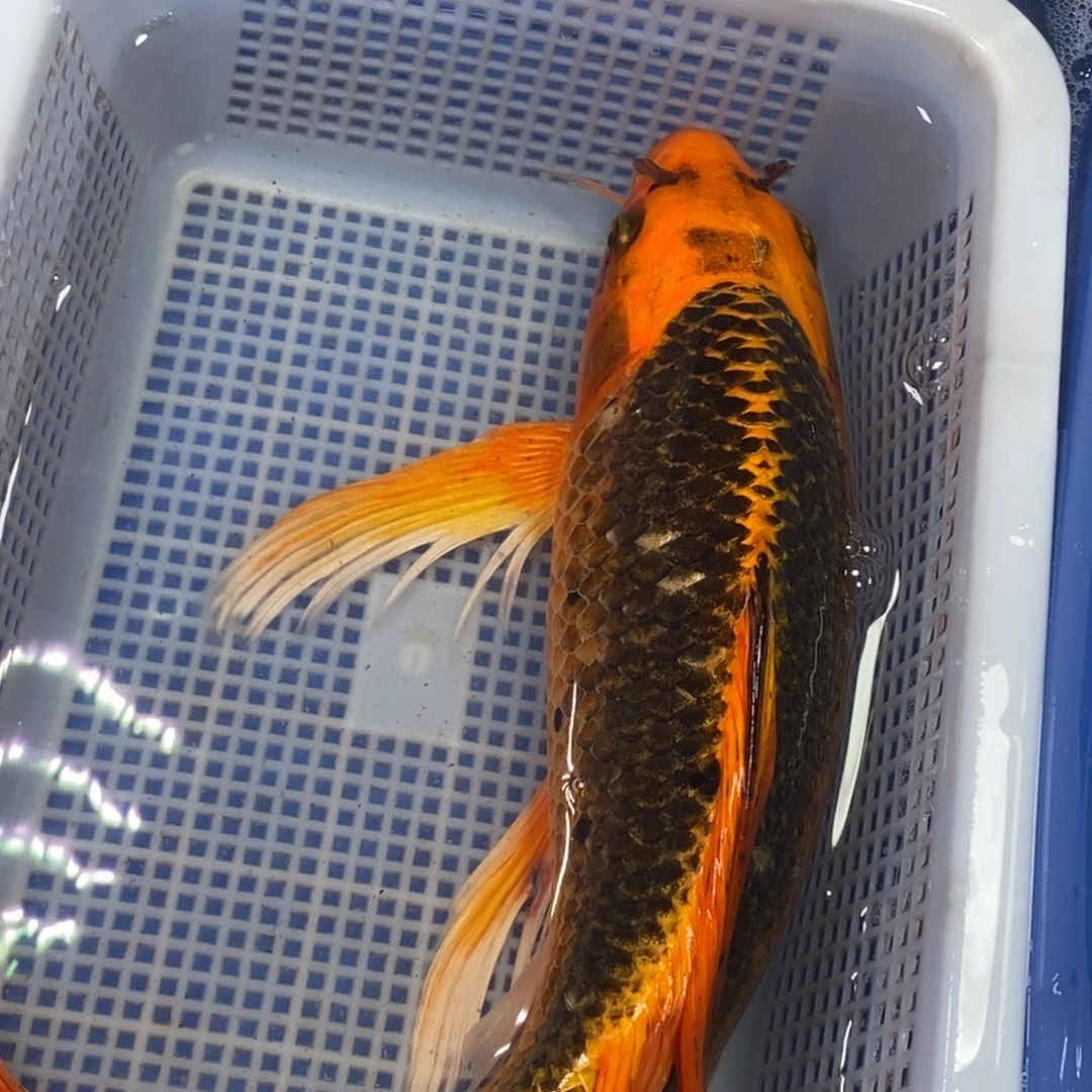 锦鲤冷水锦鲤包邮