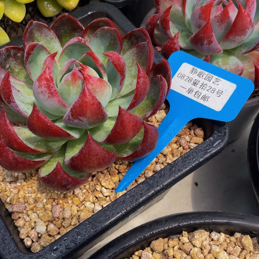 0828-28-精品惊鸿仙子大单头福利一颗量拍