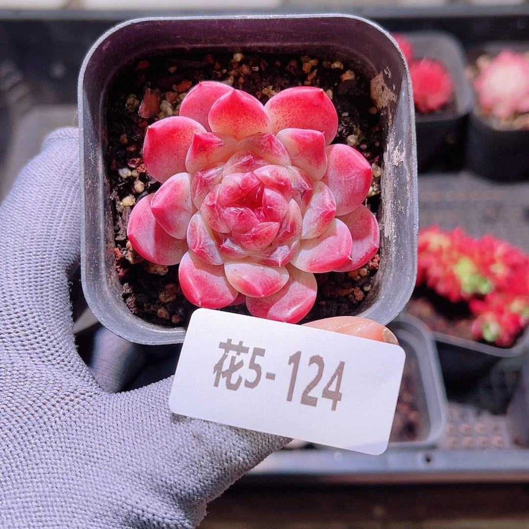 花05-124秘境冰魄