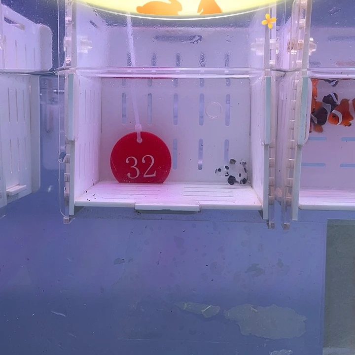 海水鱼精品熊猫一对