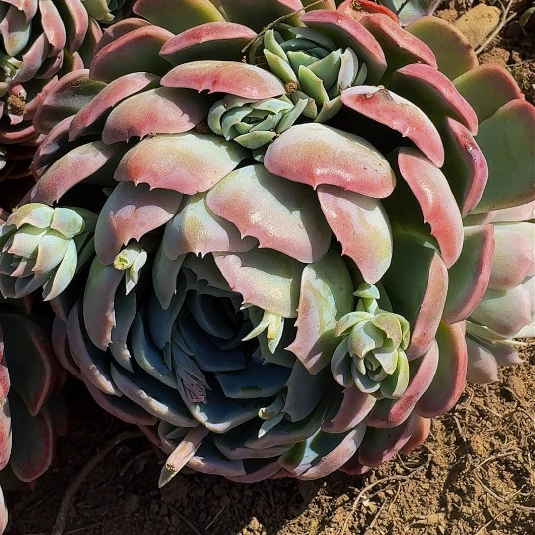 单头贝瑞 一个 不包损9.9