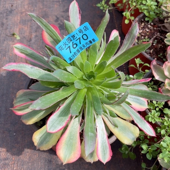 贞*女巫拉丝彩7670多肉植物