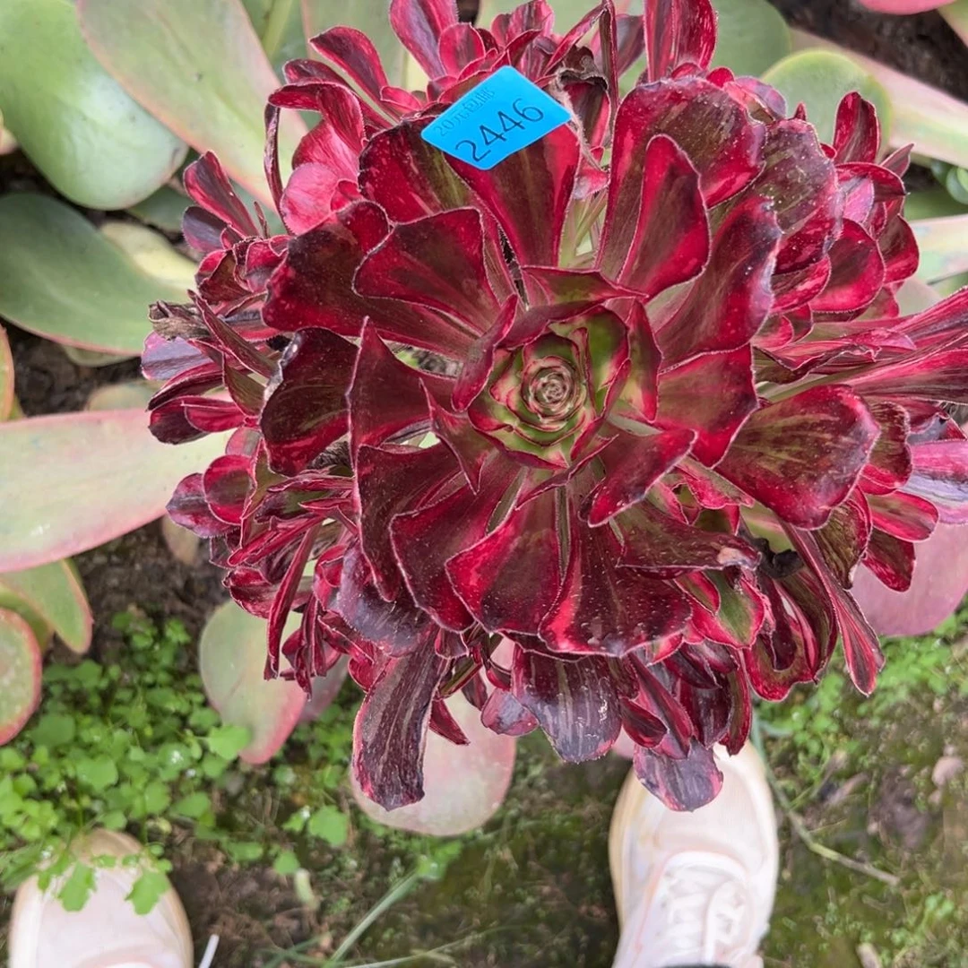 吴*生2446红钻不生根多肉植物