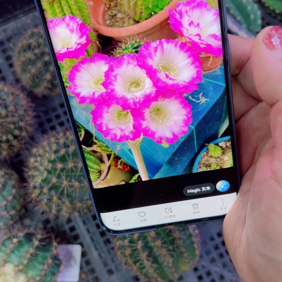 下12彩草舞会软歪无根侧芽4公分左右20包邮