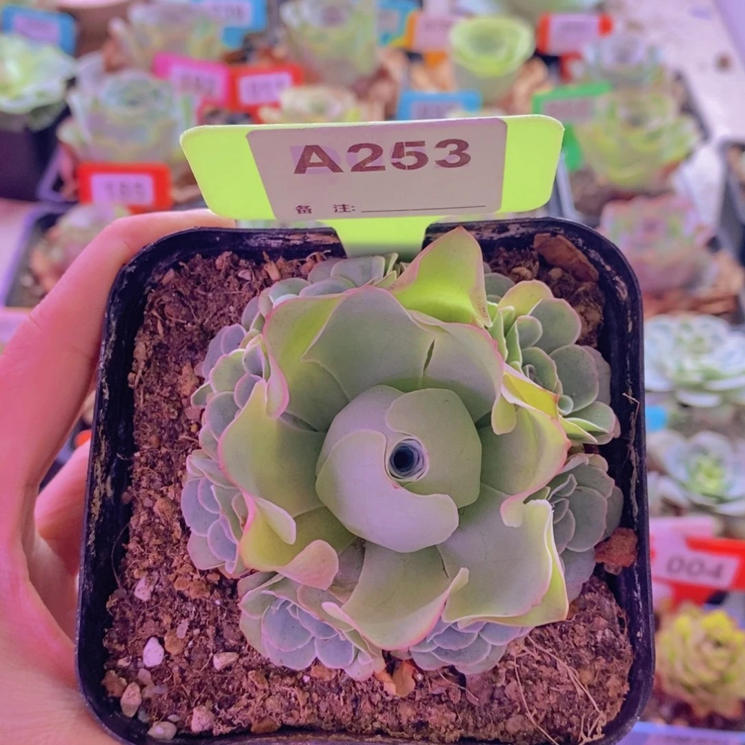 山地玫瑰一物一拍紫芙253