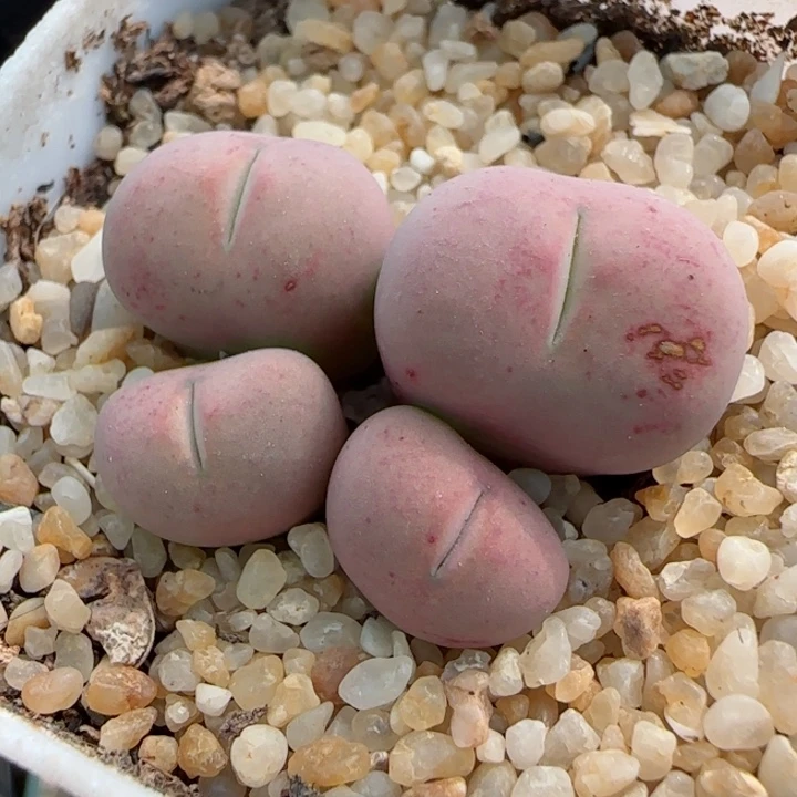L***n多肉植物大型拉姆71号