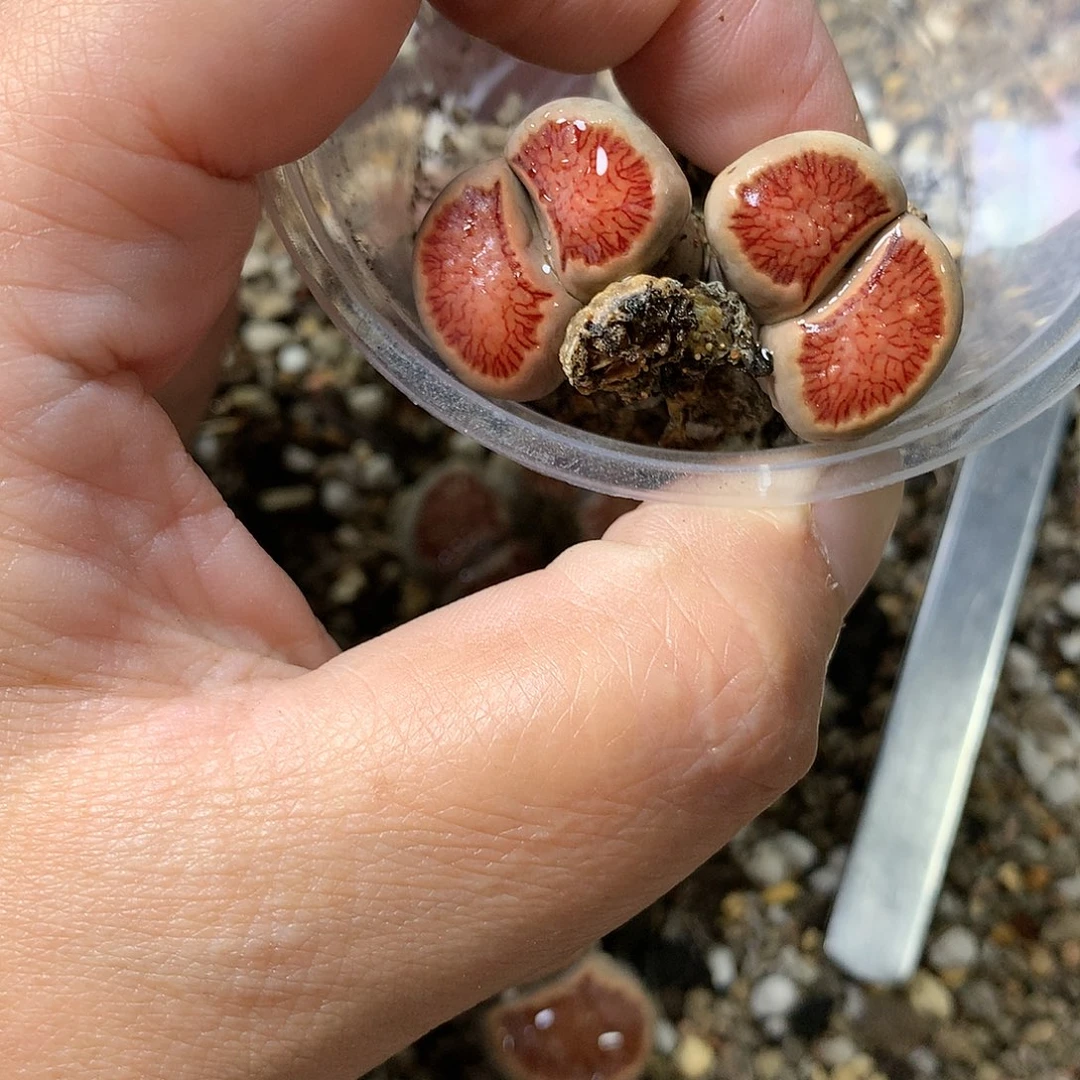 菲*G392多肉植物保护