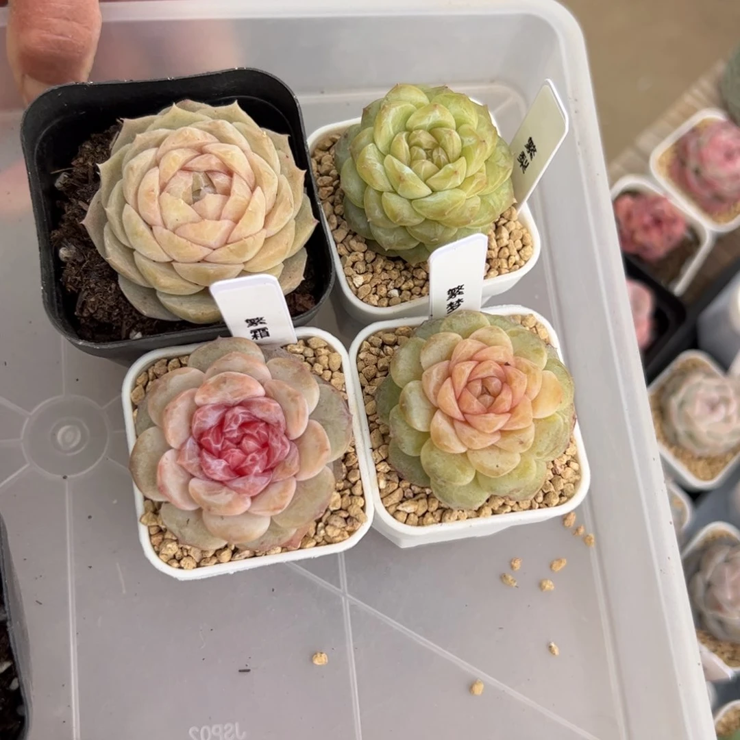 元***饱206 多肉植物组合盆栽