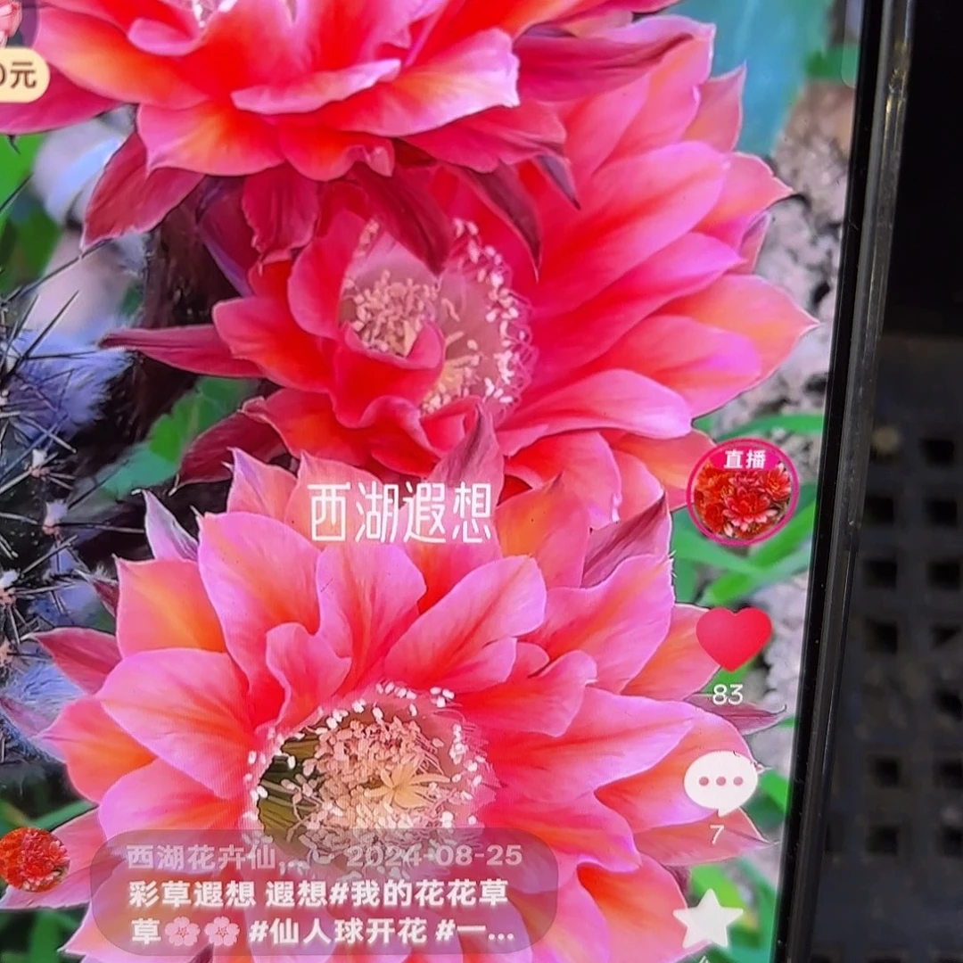 遐想彩侧牙20包邮19