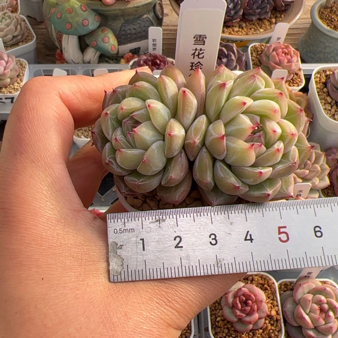 奶**龙160 多肉植物组合盆栽