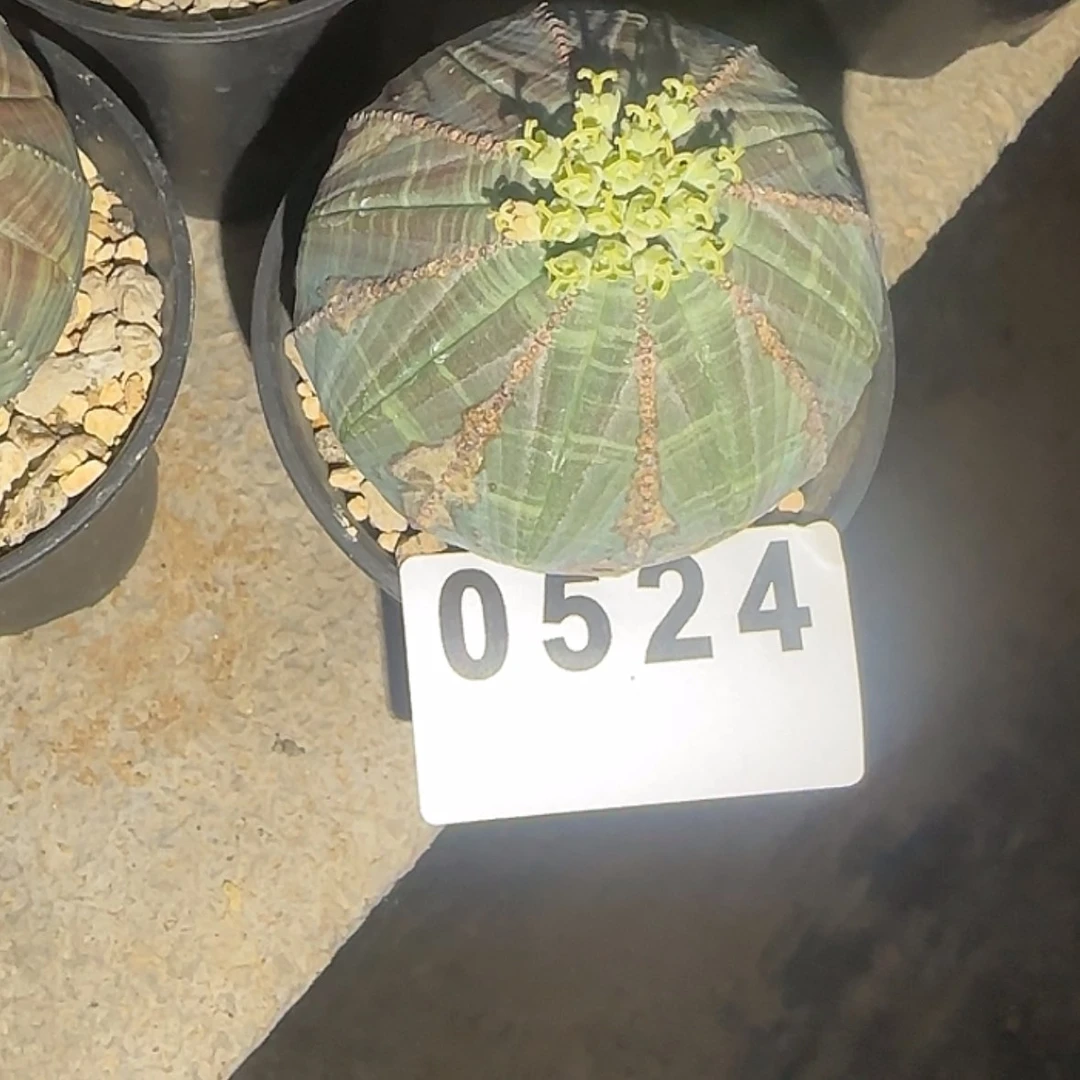 【闪购商品】若块根植物