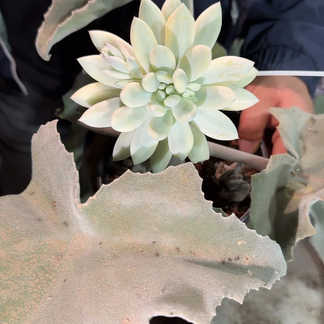 寄养在一个小的地方里是
