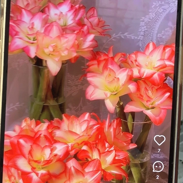 花孔雀直径9+进口球
