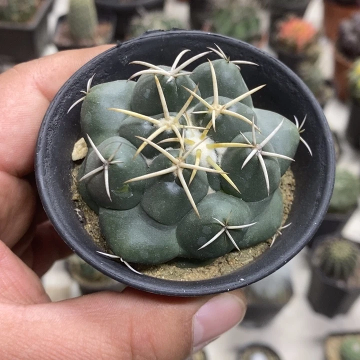 实生安宅象牙特价