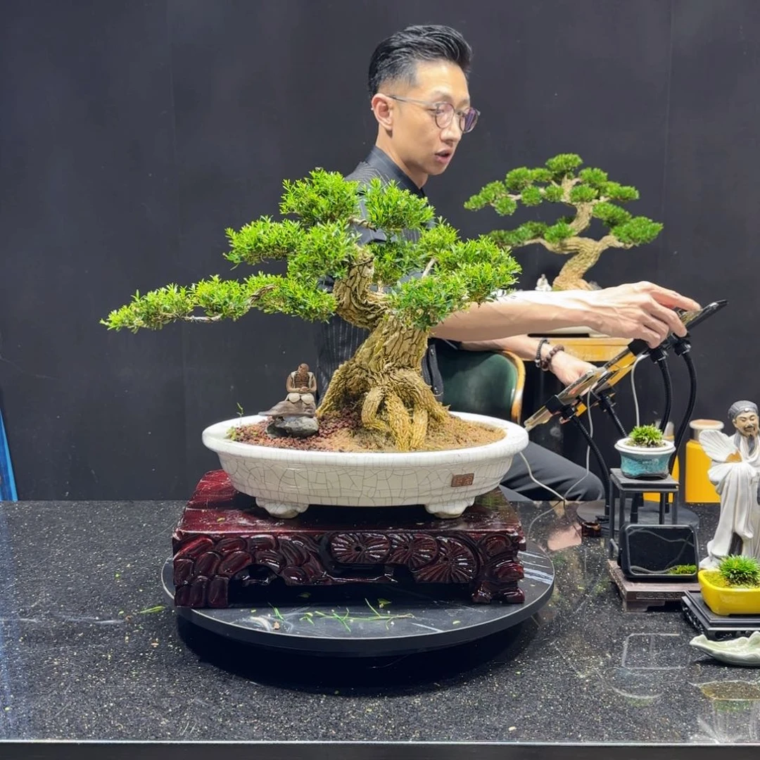 黄杨室内室外盆景艺术