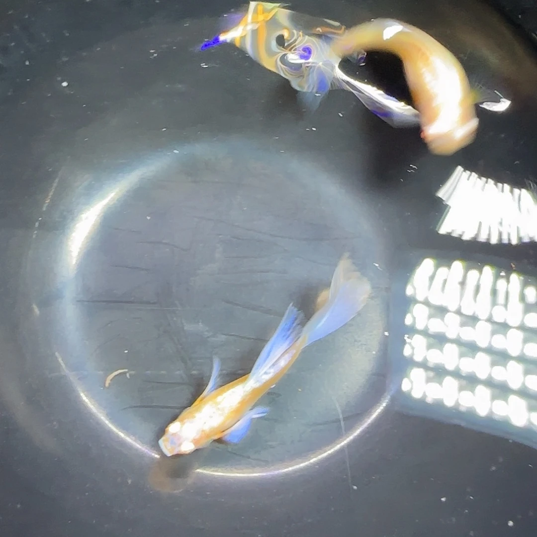 孔雀鱼紫白飞船一对