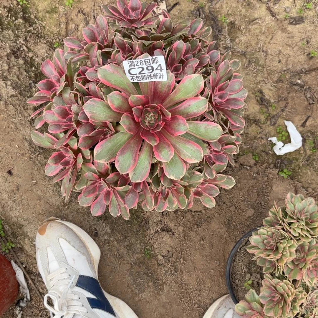 M. 294浣纱多肉？baeee