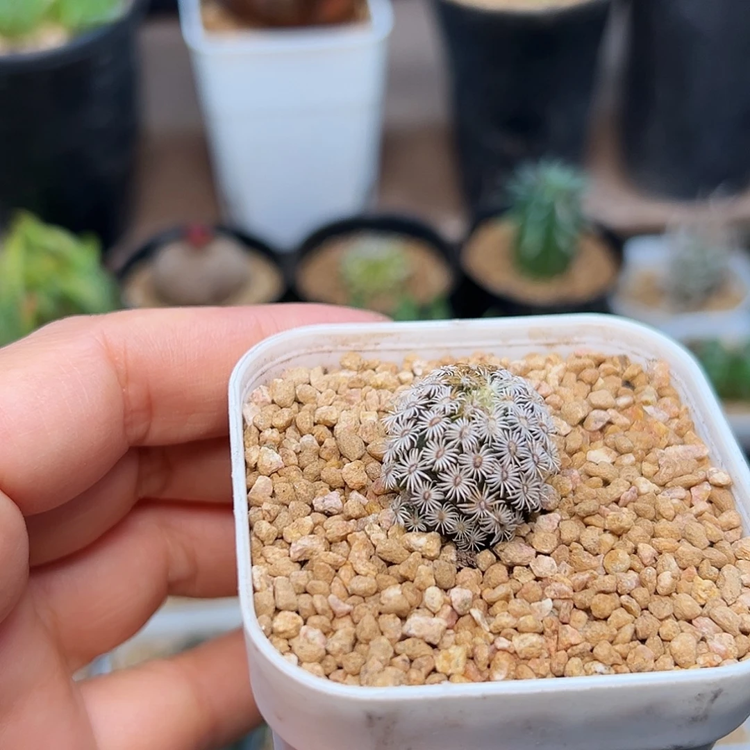 克氏丸实生球一颗