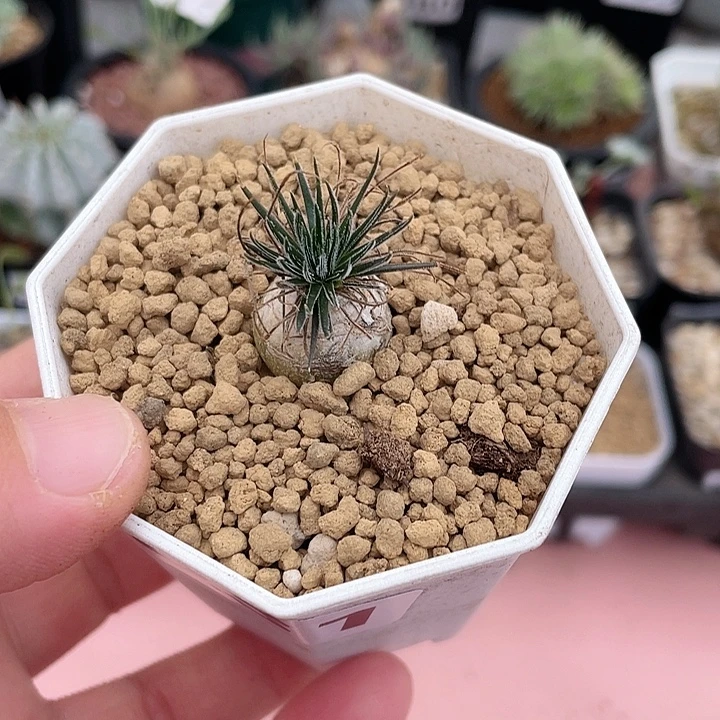 631毛叶迷你海葱块根