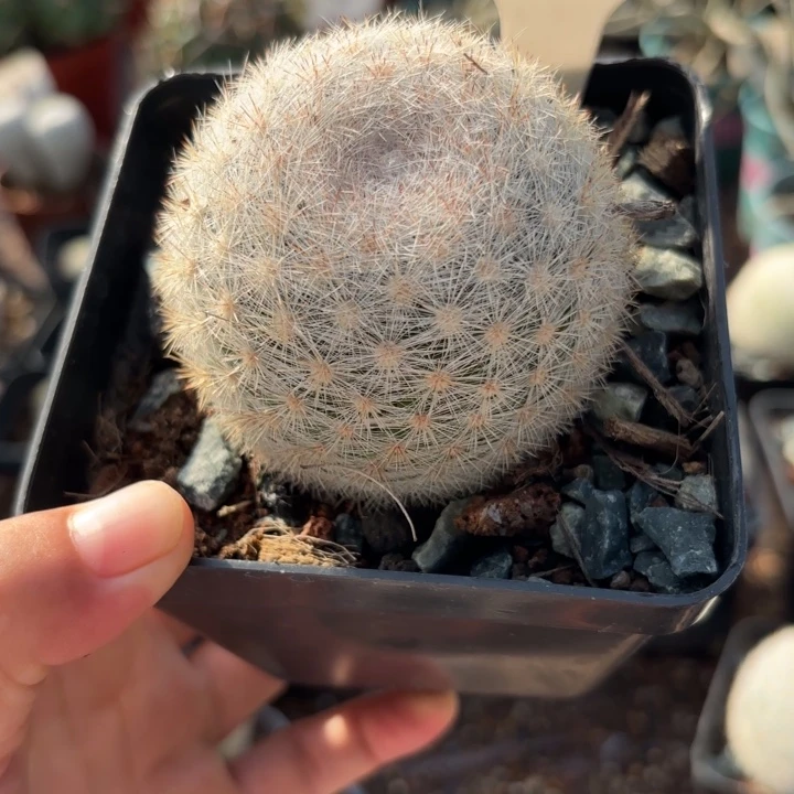 繁***花537实生满月好养好活