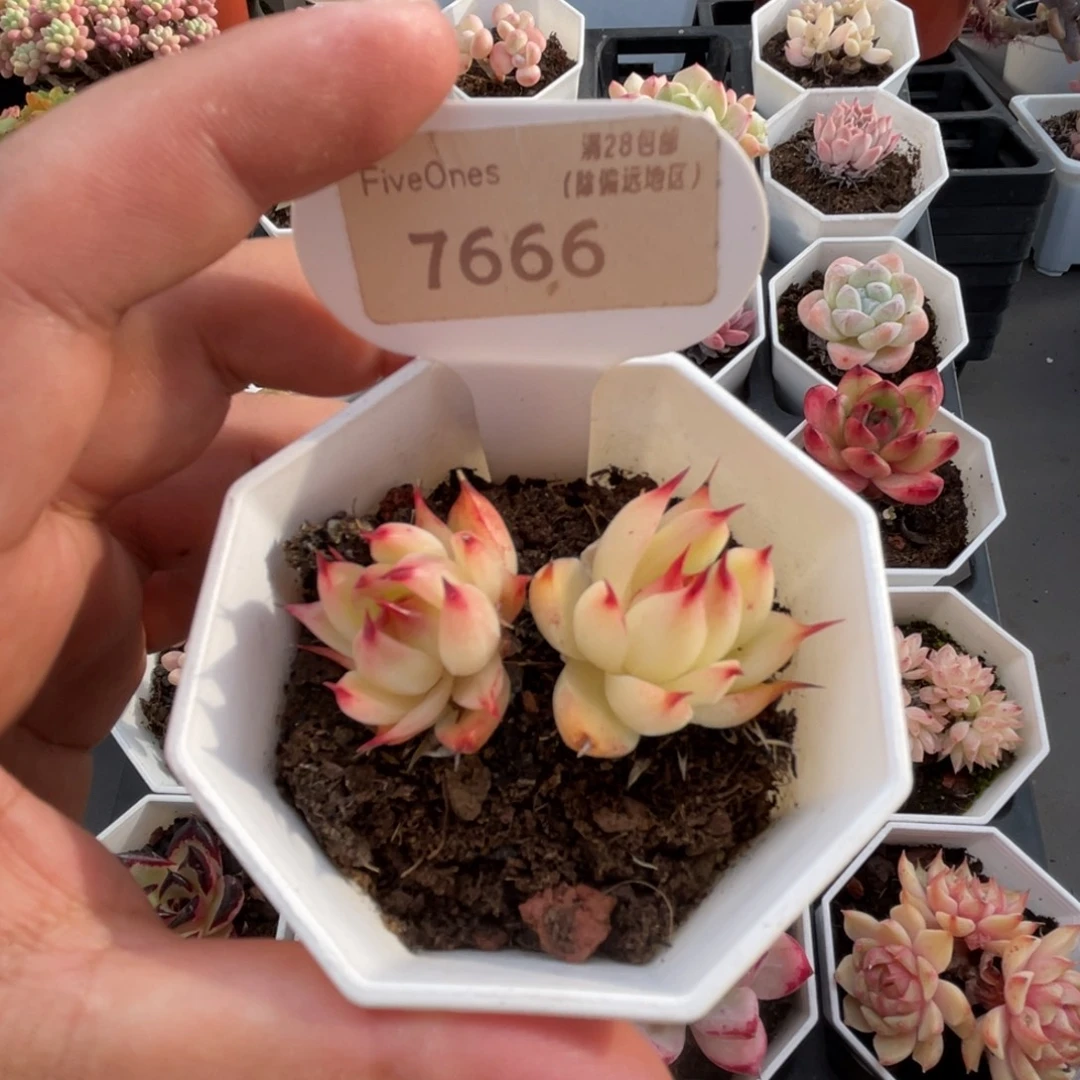 7666托斯卡内利 4.0厘米