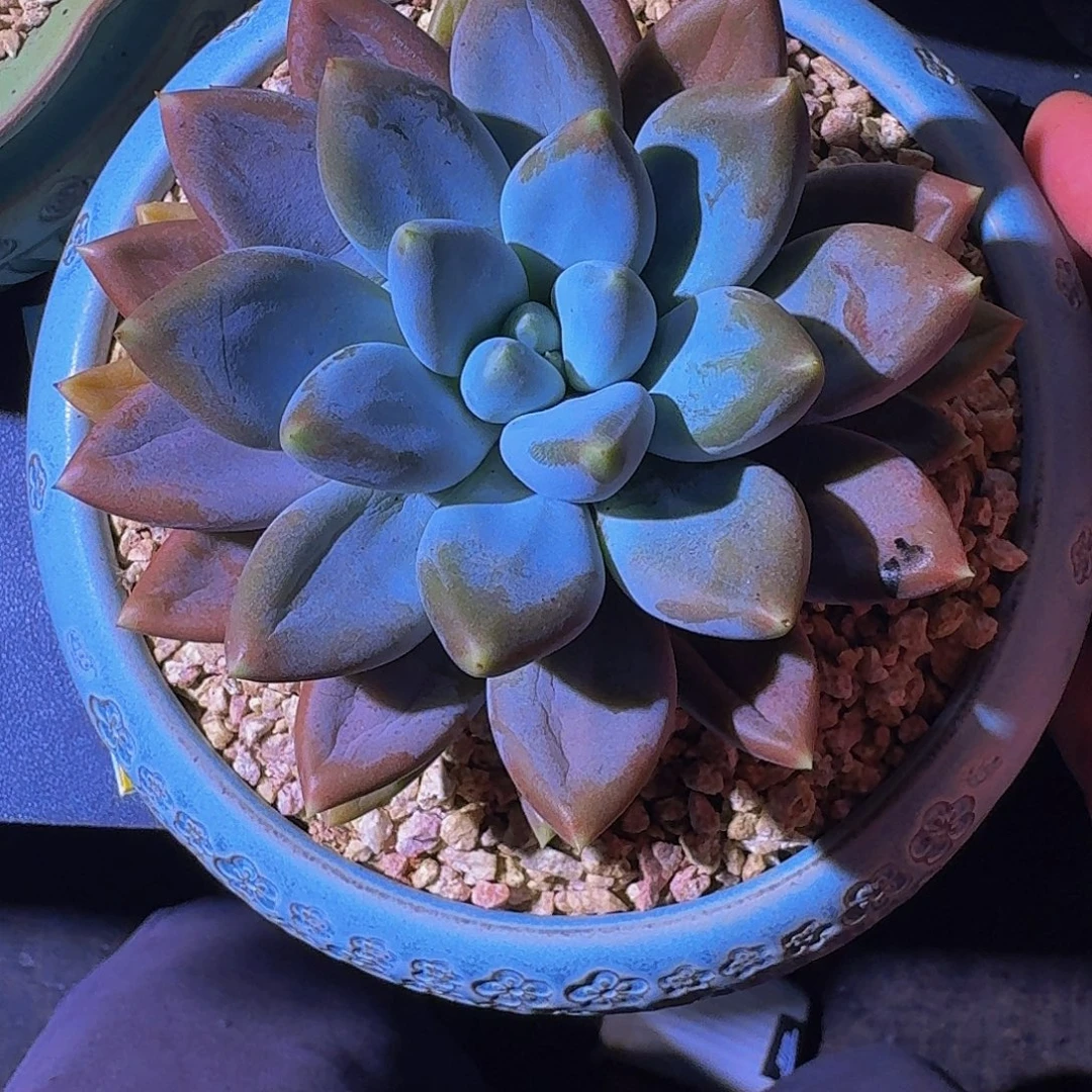 黄胖体 哥特单头  一物一拍