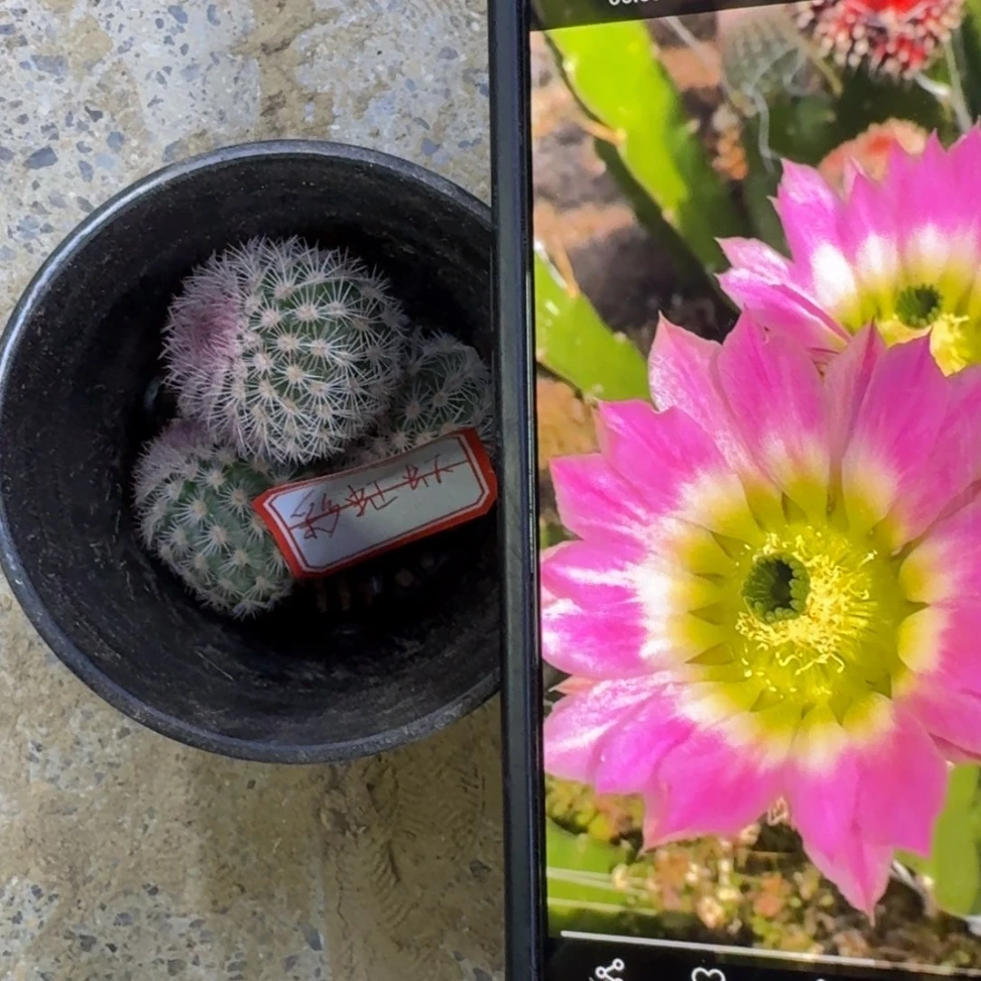 29彩虹虾歪3公分左右无根侧牙，20包邮