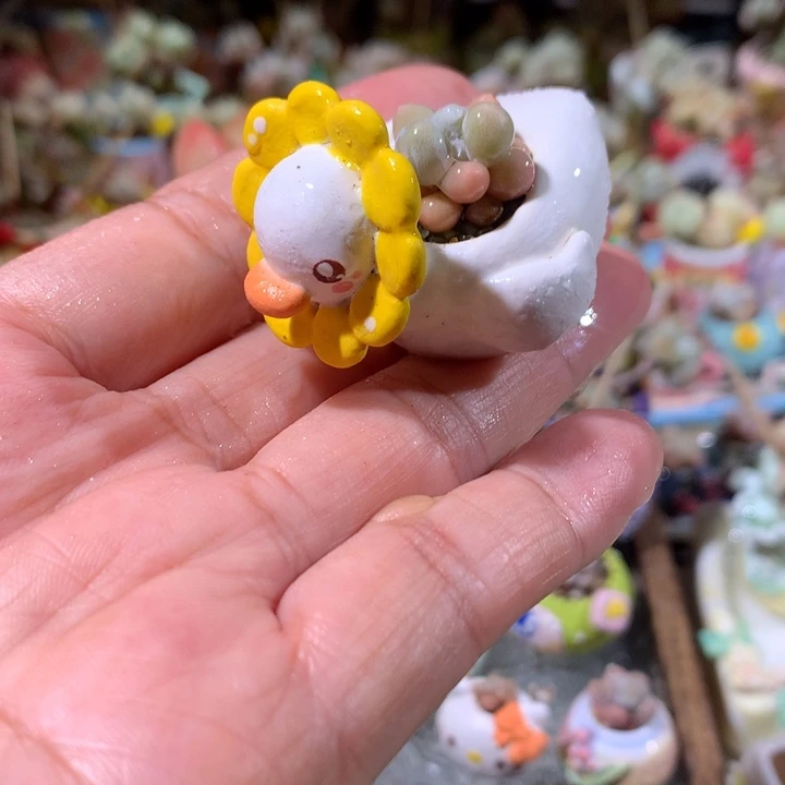 42号 韩国精品奶酪带盆发货