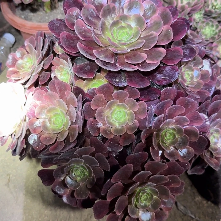 新品种爱神巨无霸大颗捧花特价福利