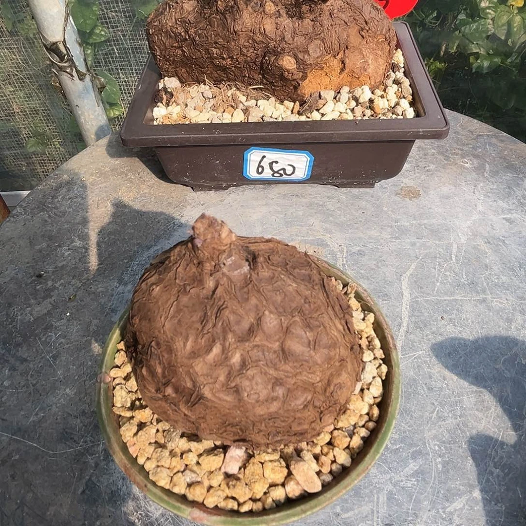 汤圆植物一叶龟圆圆