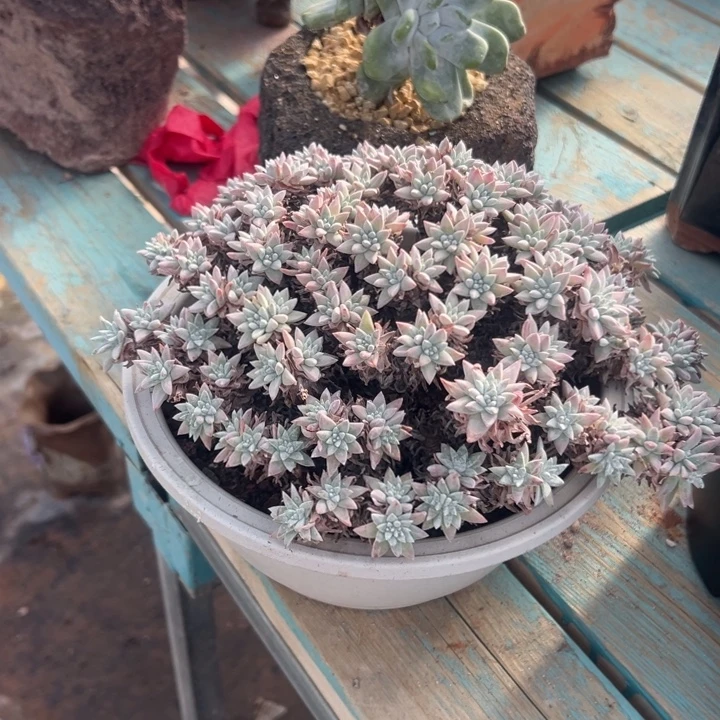 馨***'姐姐你看看～一物一拍