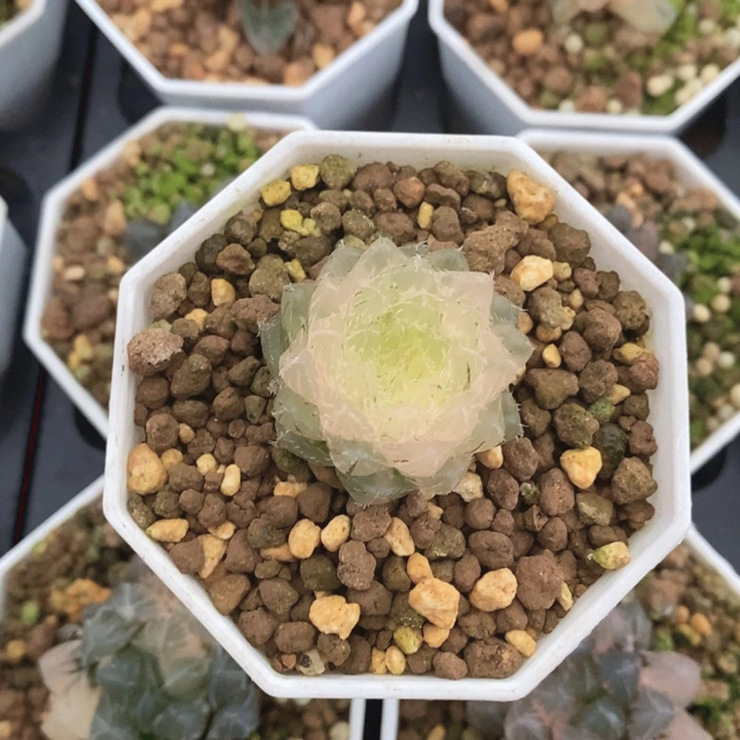 翠云十二卷多肉植物