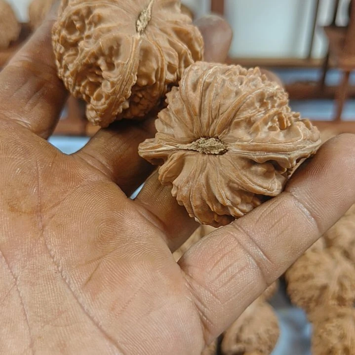 疯***3无花朵白师子核桃无花