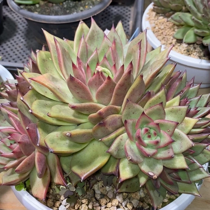 D306- 直播福利 东云捧花