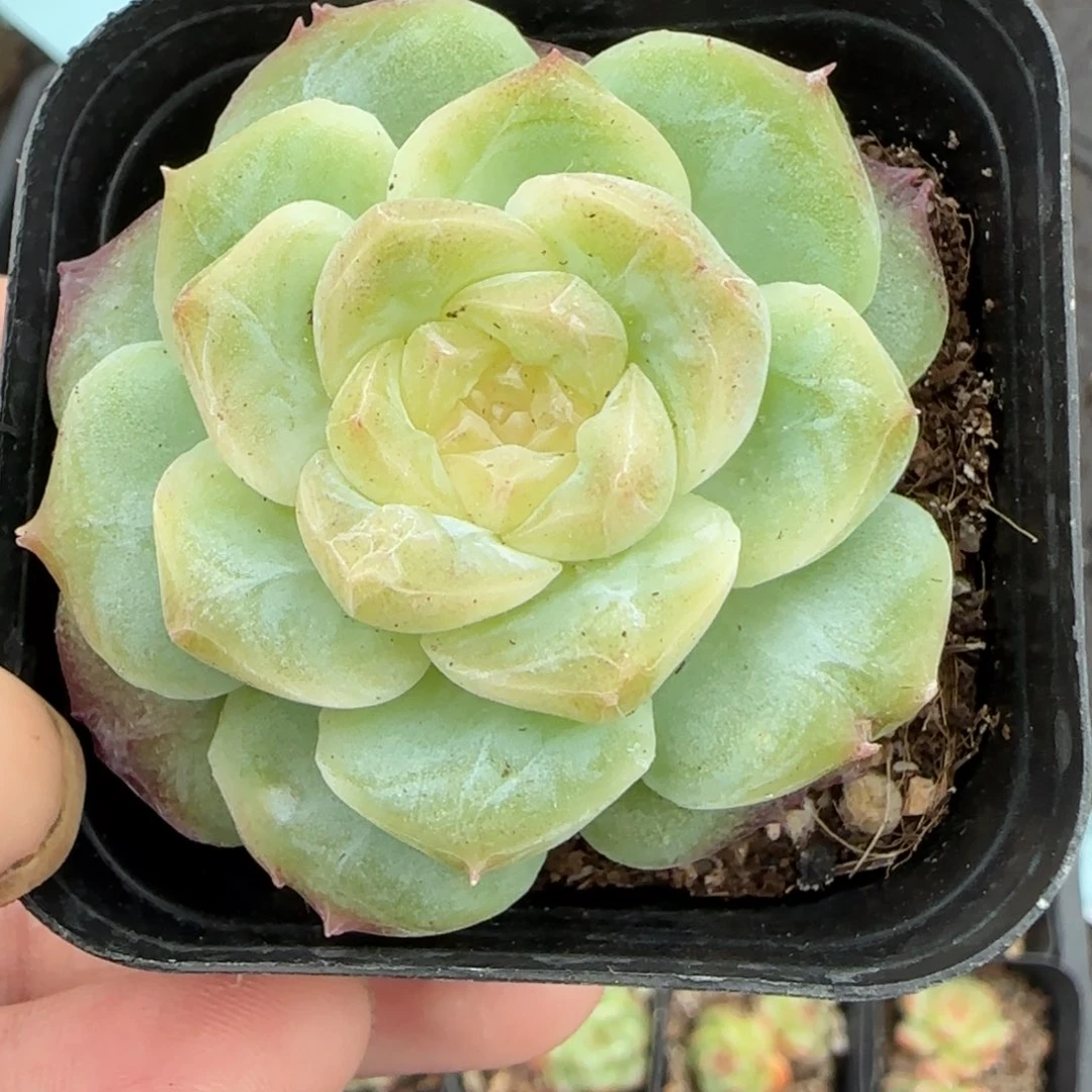 小卡拉米糖心一物一拍