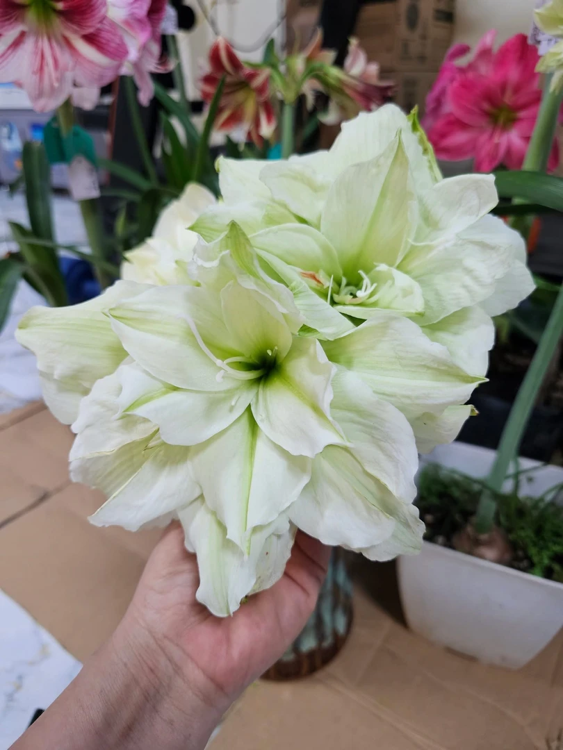 S孤挺花园 春水 裸球