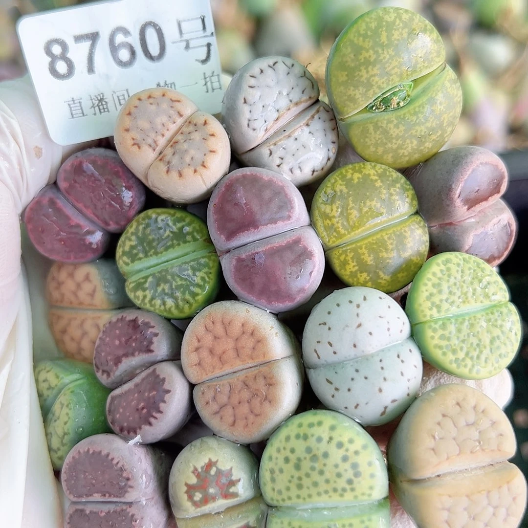 8760 好养易活生石花大母本18个