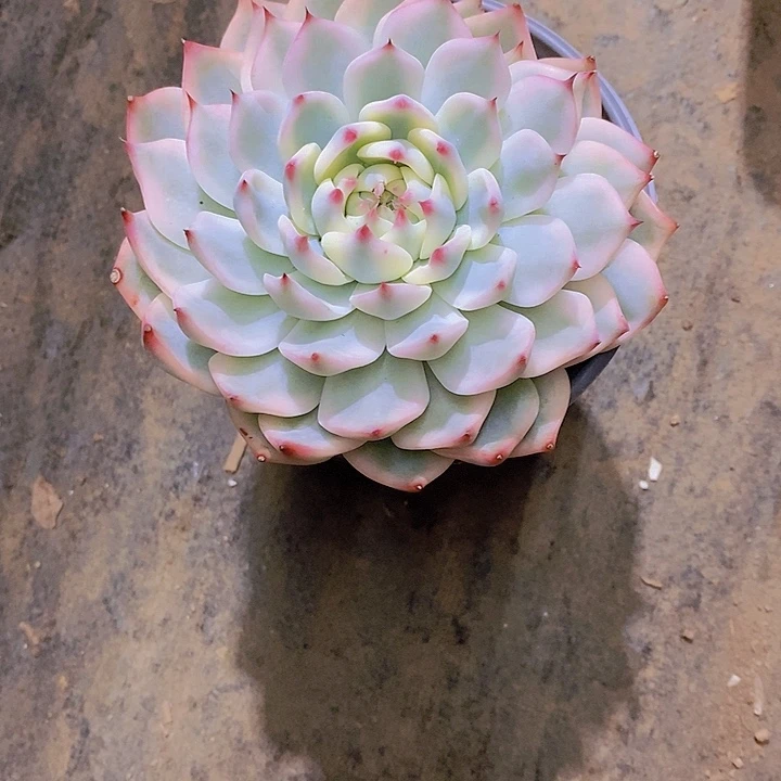 牡***丹吉娃娃锦多肉植物老桩