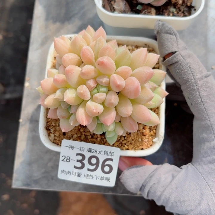 星空美人无盆土发货多肉多