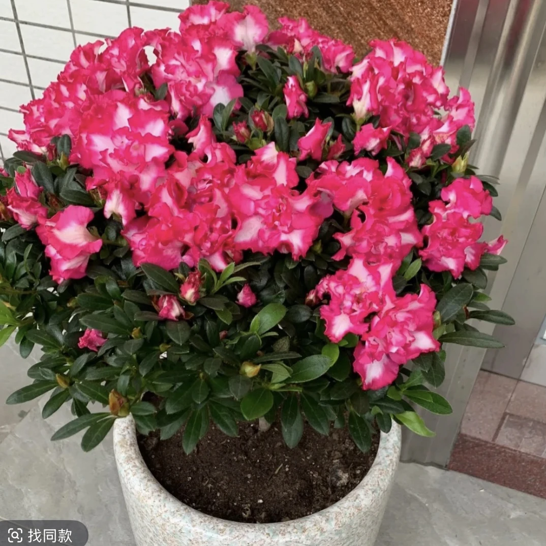 【西玛*杜鹃花】带花苞发货 庭院阳台盆栽地栽均可种植