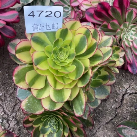 奶白多肉多肉4720