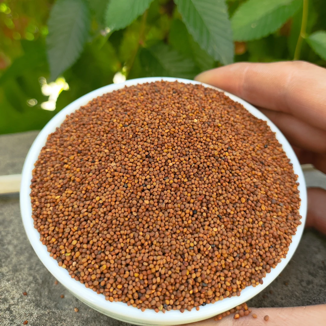 内蒙古兔.丝子精选菟小丝子内蒙小籽自然产品泡茶泡水喝的作用