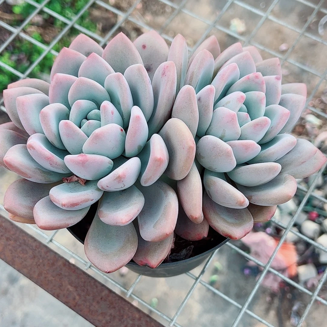 圆叶奥普双头起发精品特价