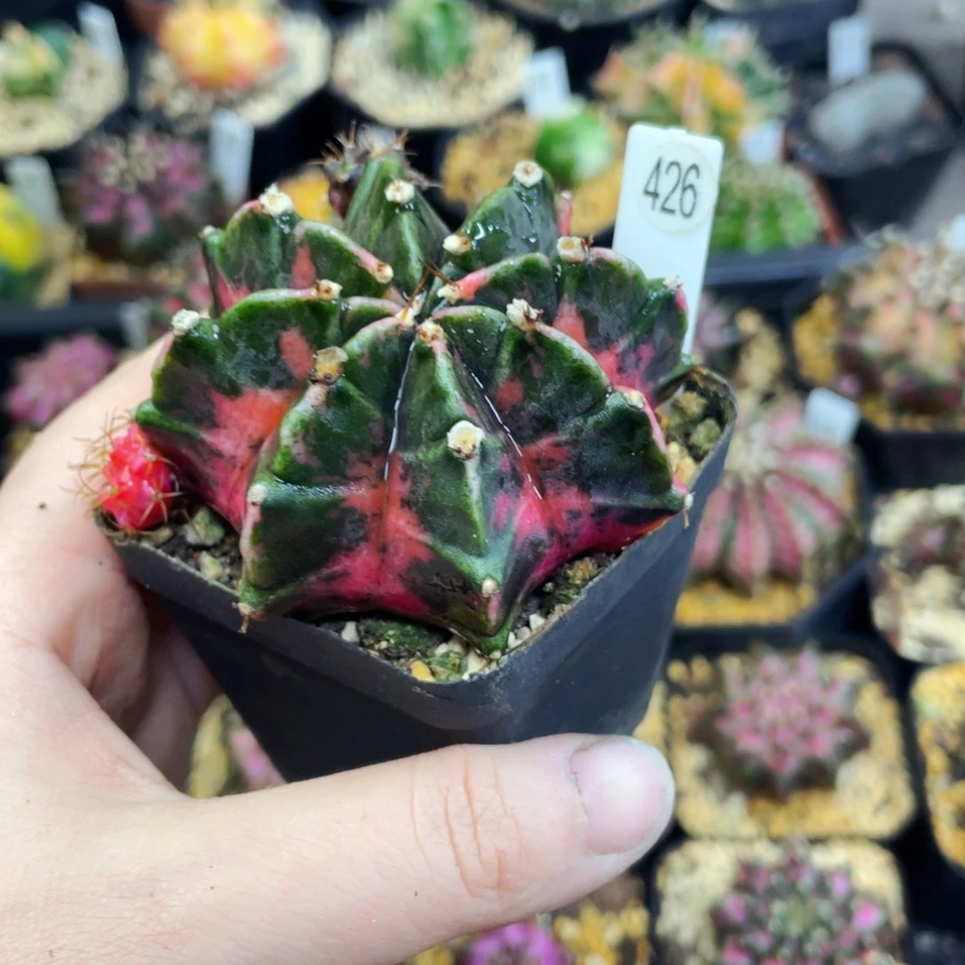 盆5公分满25包邮裸根发货