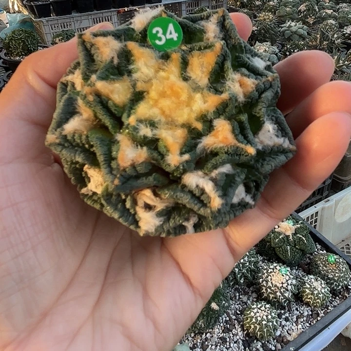 苗接落地仙人球（有根）34