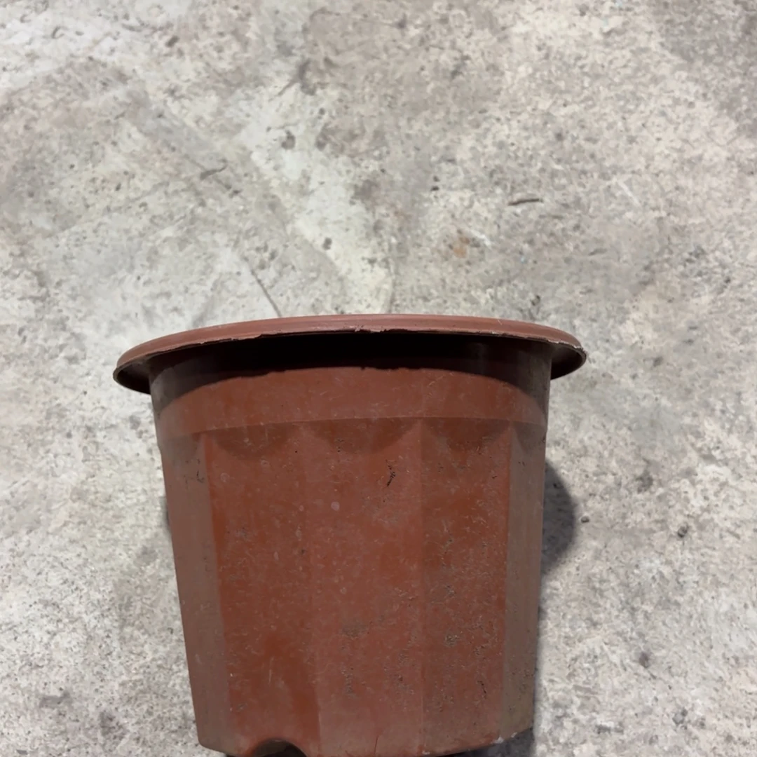 红砖盆180口径发28个