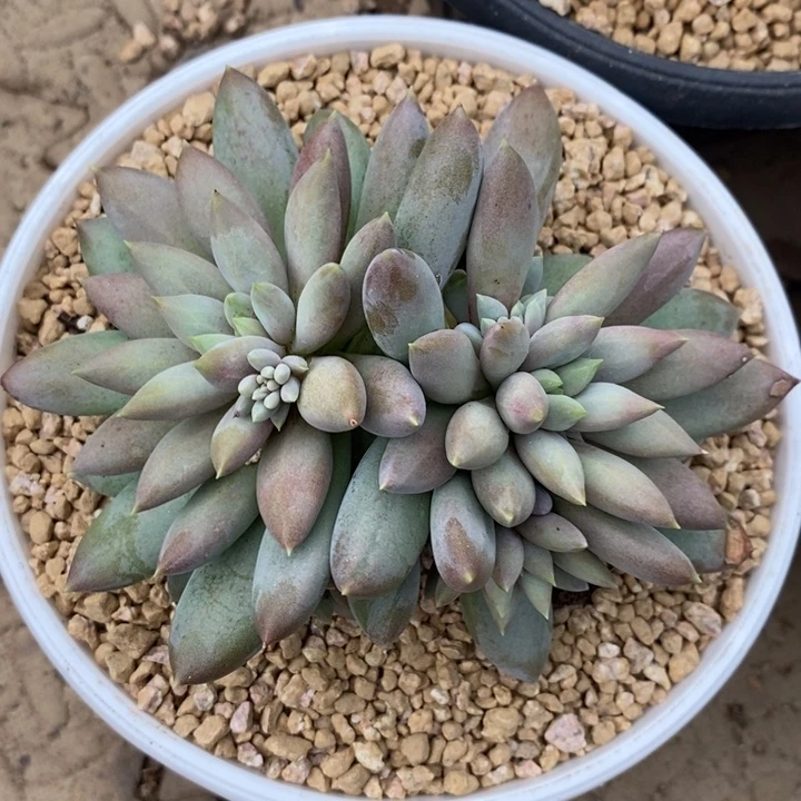 一***鬼88888888888888888