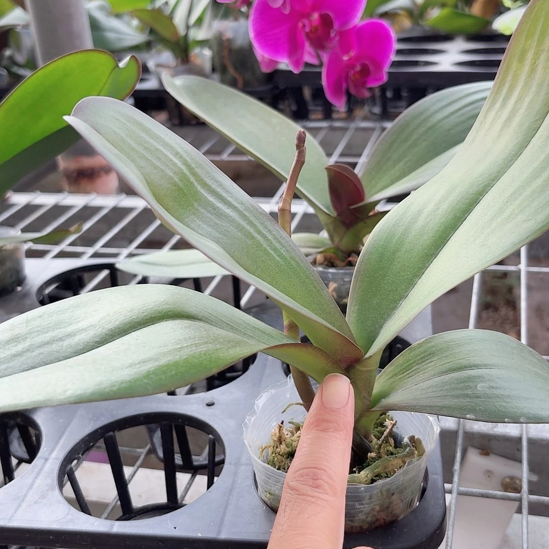 无花朵大辣椒带花剑1颗2.5杯叶片易开裂无售后