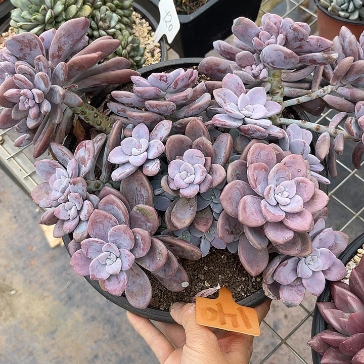 两单包邮，一物一拍140桃霜杂交