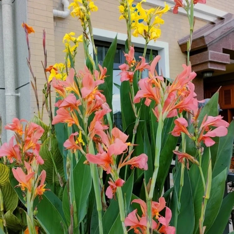 四季可种的美人蕉花苗带芽种球多年生根根块盆栽庭院植物红色混色